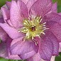 Морозник махровый (Helleborus) "Prince Double Pink"