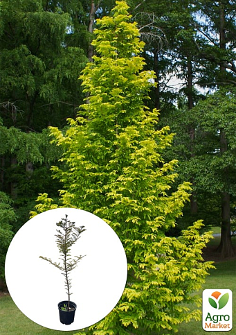 Метасеквойя глиптостробусовая (Metasequoia glyptostroboides) С2 высота 50-70 см