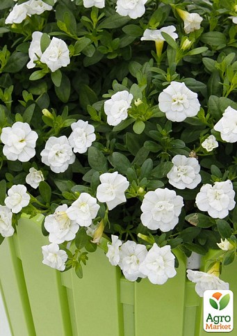 Калібрахоа Neo "Double White Elegance" (контейнер №10, висота 10-15см)