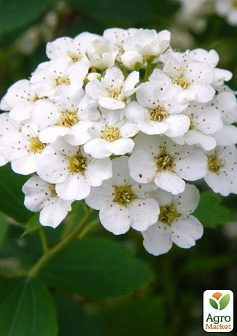 Спирея Вангутта "Белая невеста" (White bride)