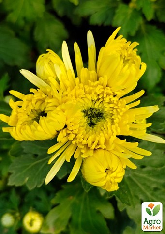 Хризантема кущова середньоквіткова "Hermosa Yellow"