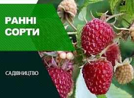 Ранні сорти малини - корисні статті про садівництво від Agro-Market
