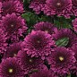 Хризантема мультифлора шарообразная "Sorini Mauve" 