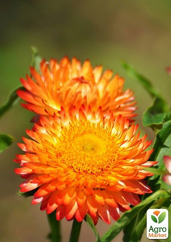 Гелихризум "Helena Orange" (бессмертник, сухоцвет)