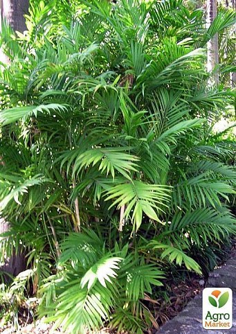 Хамедорея изящная "Зеленая радость" (Chamaedorea elegans) дм 24 см выс. 180 см