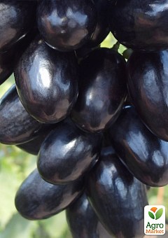 Виноград "Алвика" (крупная сочная ягода, гроздь более 1000 гр, ранне-средний)2