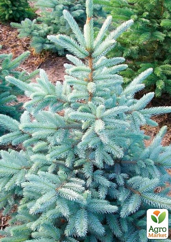 Ель голубая "Kaibab" (от 100 до 125 см)