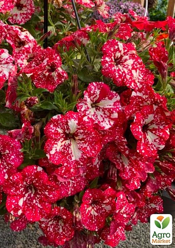Петуния ампельная Surprise "Sparkling Red" (контейнер №10, высота 10-15см)