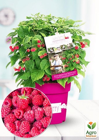 LMTD Малина ремонтантна 2-х річна "Lucky Berry" (висота 40-60см, горщик С5)