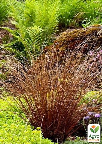 Осока Буханана "Firefox" вазон С2, висота 20-40см - фото 3
