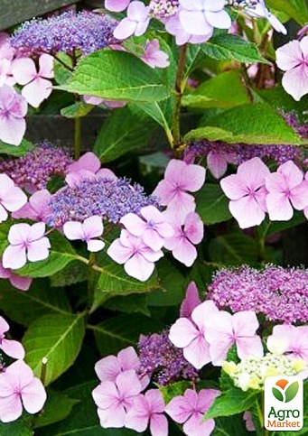 Гортензія шорстка "Hot Chocolate" (Hydrangea aspera Hot Chocolate)