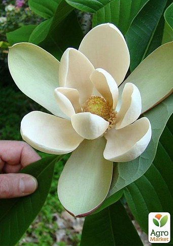 Магнолія лікарська "Officinalis"