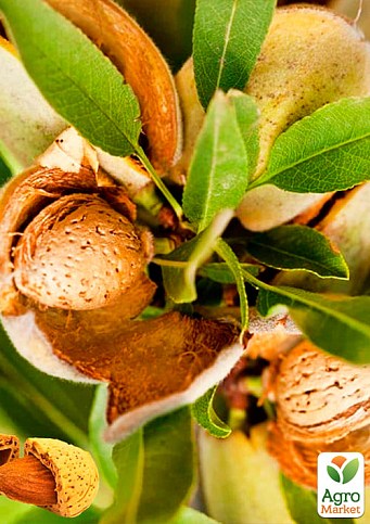 Мигдаль солодкий "Форос" (середній термін дозрівання) - фото 2