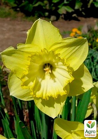 Нарцисс "Saint Patricks Day" (размер 12/14 , крупный) 3шт в упаковке