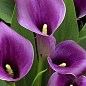 Калла "Purple Sensation" 1шт в упаковці