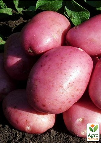Картофель "Лабелла" семенной ранний (на жарку, 1 репродукция) 1кг