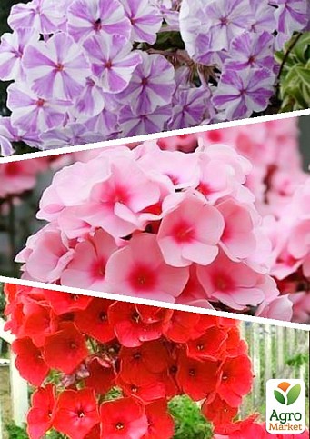 Флокс, микс из 3-х сортов "Хорошее поведение" (Beautiful Behavior) 3шт в комплекте