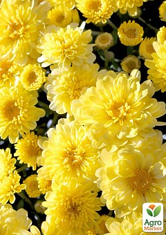 Хризантема мультифлора куляста "Staviski Yellow"1