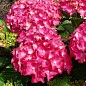 Гортензия крупнолистная "Speedy Red Lila"