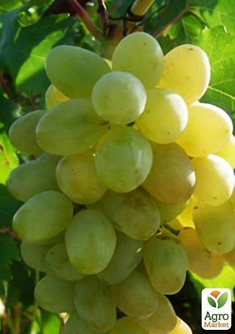 Виноград: новий подарунок Запоріжжю