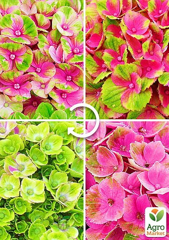 Эксклюзив! Гортензия Magical® `Four season`