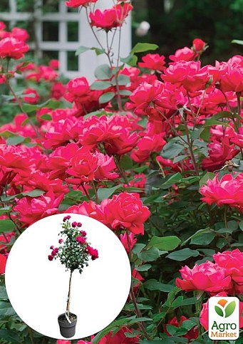 LMTD Троянда на штамбі 5-річна "Royal Pink" (укорінений саджанець у горщику, висота 130-150см)