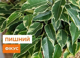 Як зробити фікус пишним, секрети пишного фікуса від Agro-Market
