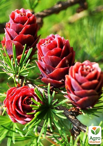 Модрина Даурська 2-х літня (Larix gmelinii) С1,5 висота 40-60см