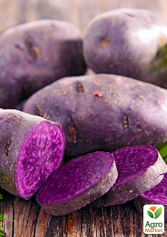 Насіннєвий рання картопля темно-фіолетовий "Екзотик" ексклюзив (1 репродукція) 1кг NEW1