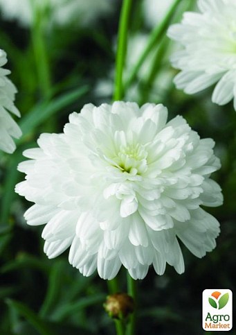 Аргірантемум "Glory Double White" (контейнер № 10, висота 15 см)