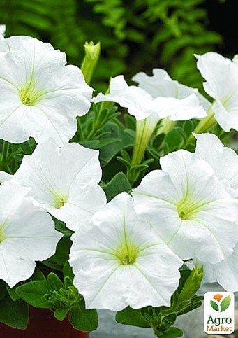 Петунія "Storm White" (контейнер №10, висота 10-15см)