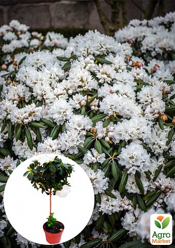 LMTD Рододендрон на штамбе цветущий 3-х летний "Snow Crystal" (40-60см)