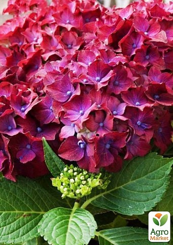 Гортензия крупнолистная "Speedy Red Lila" - фото 2