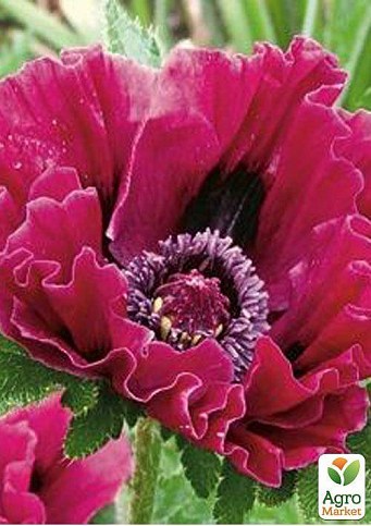 Мак "Patty's Plum"