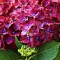 Гортензия крупнолистная "Speedy Red Lila" купить