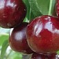 Вишня "Встреча" (летний сорт, ранний срок созревания)