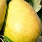 Груша "Сніжка" (осінній сорт, середній термін дозрівання)