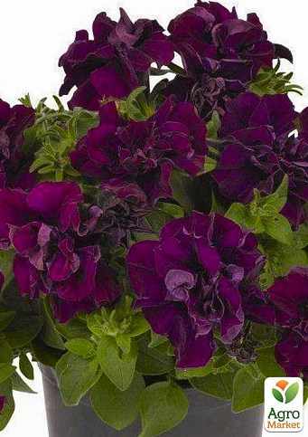 Сурфінія "Double Cascade Burgundy" (контейнер № 10, висота 10-15 см)