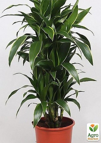 Драцена Джанет Крейг "Dracaena frag. Janet Craig"  дм 14 см выс. 65 см