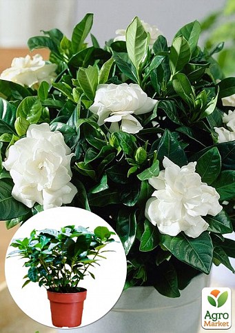 Гардения жасминовидная "Fortune" (Gardenia jasminoides)
