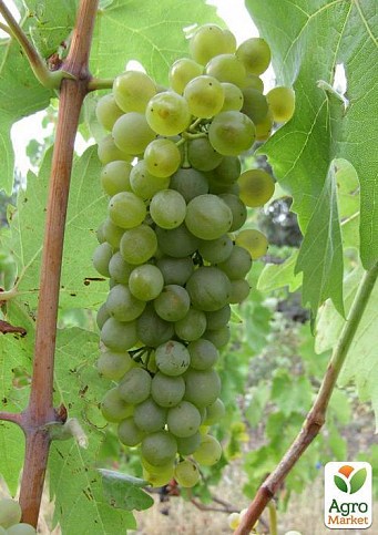 Виноград "Буковинка" (винный)