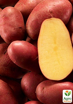 Насіннєва рання картопля "Ред Скарлет" (на пюре, 1 репродукція) 1кг2