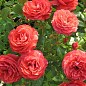 Роза флорибунда "Черри Герл" (саженец класса АА+) высший сорт цена