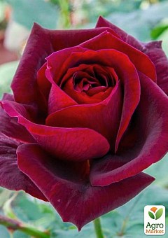 Троянда плетиста "Guini"1