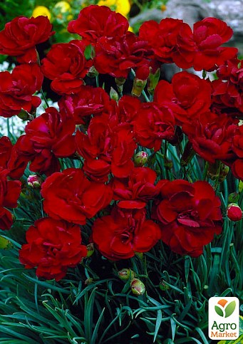 Гвоздика Махрова "Sunflor Red Bull" (контейнер № 10, висота 10 см)