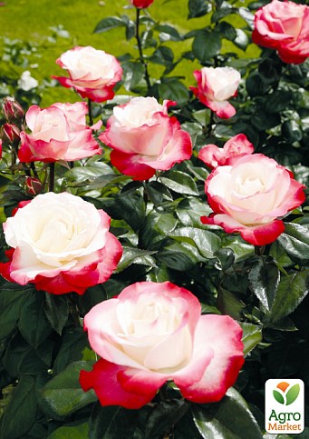 Троянда в контейнері чайно-гібридна "Nostalgie" (саджанець класу АА+) - фото 5