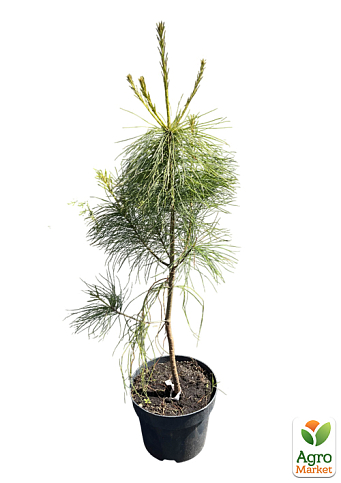 Сосна 3-х річна Кедрова "Арманда" (Pinus Armandii) C3, висота 55-75см - фото 2