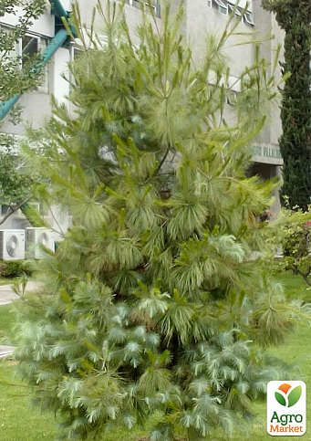 Сосна Мартінеса "Pinus maximartinezii" (дуже рідкісна, колекційна, з блакитною хвоєю) горщик P9
