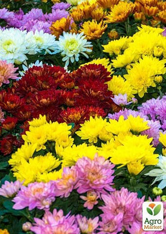 Хризантема "Божевільна веселка" (Chrysanthemum indi. Gemend 5 Clr.) Дм 23 см вис. 25 см