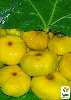 Эксклюзив! Инжир лимонно-желтый "Желтый" (Yellow) (примальный, самоплодный, поздний)1